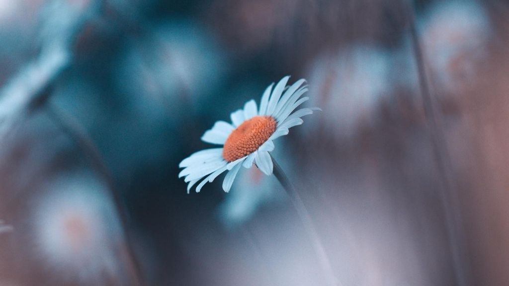 minimalist flower daisy against blurry background