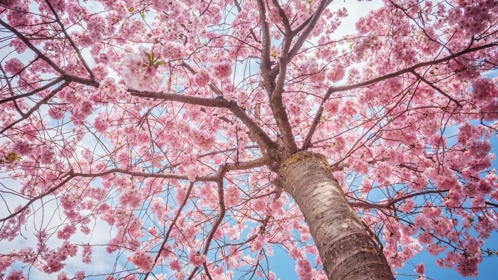 pink cherry blossom tree sakura