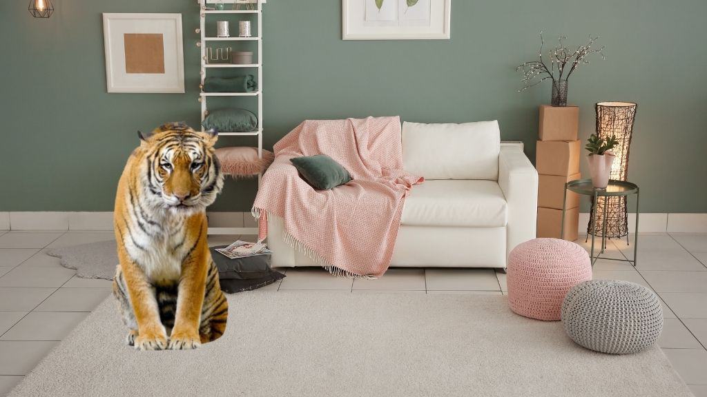 tiger in living room in front of white couch