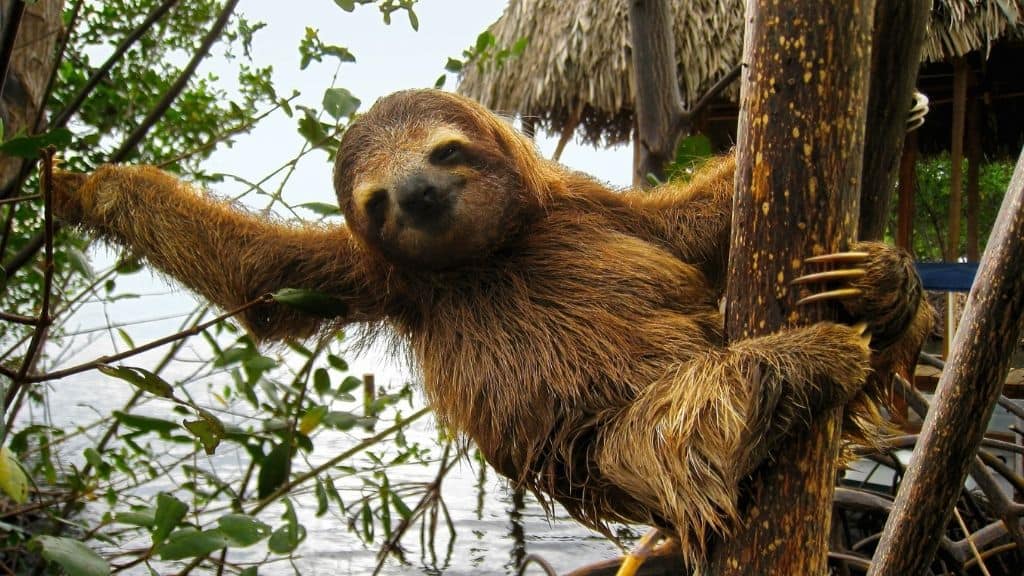 slow happy relaxed sloth in tree