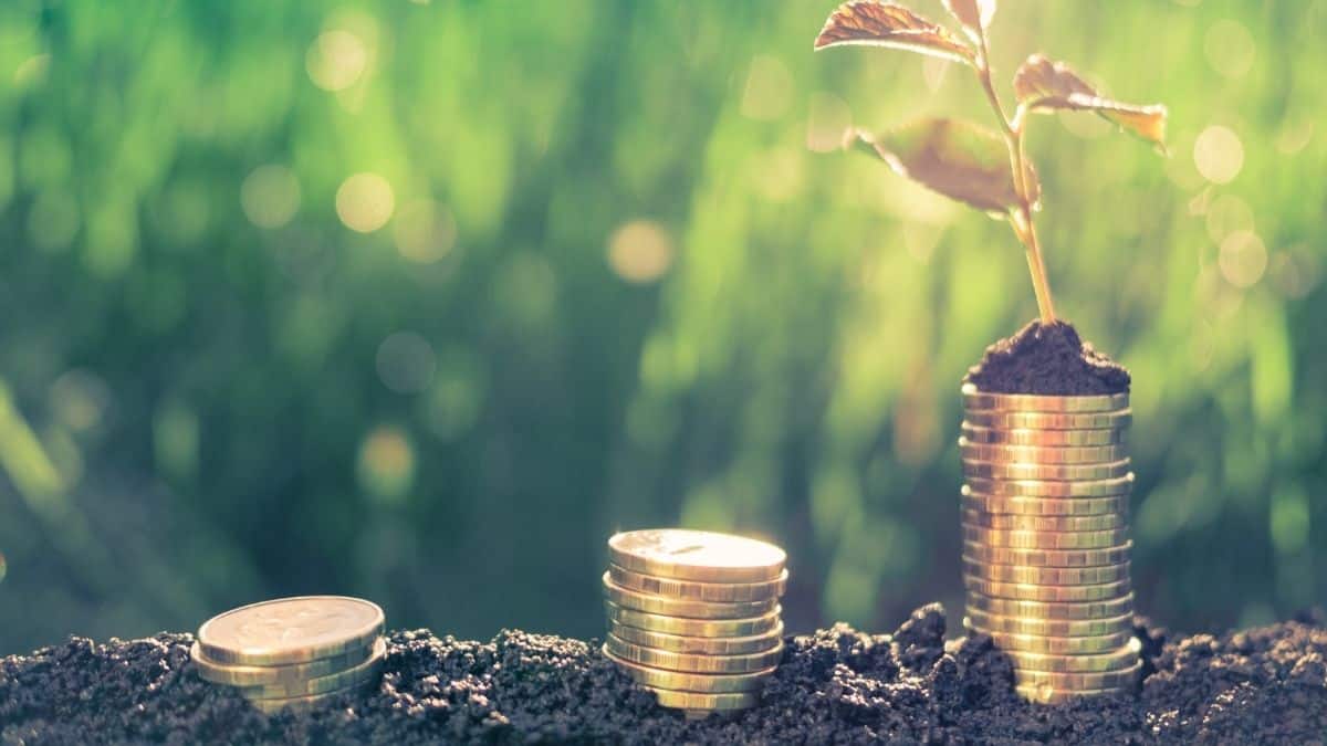 savings accounts vs investing coins growing in nature