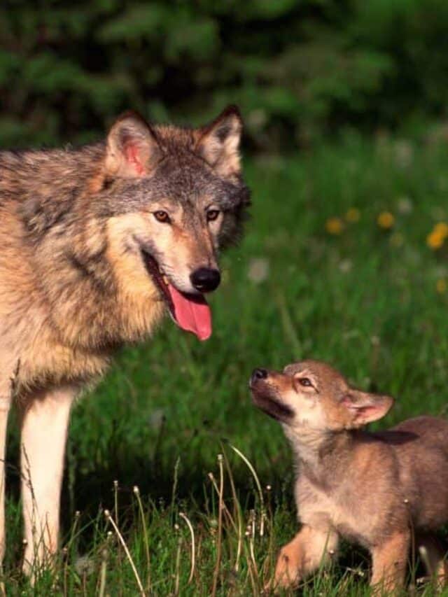 yellowstone gray wolf and pup in green field